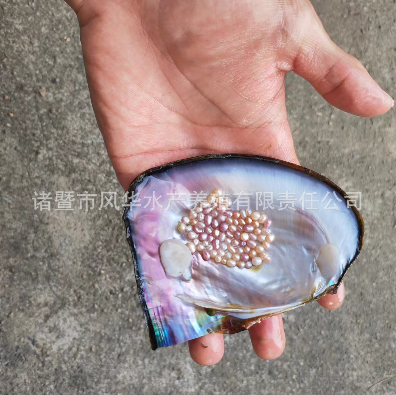 หอยมุกขนาดเล็ก (ประมาณ 2-4 มม., ขั้นต่ำต่อชุด 30 ชิ้น)
