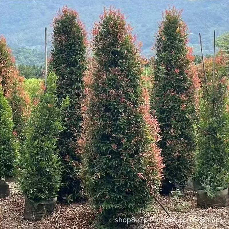 Красная машина, красная машина, красное дерево, красная ветка, персик, высота 1-3 метра