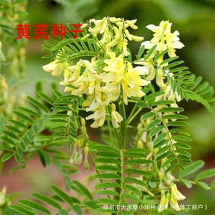 �S�ηN����ș������������ș�ķN�������׷Nֲ���b�F�U�S�����S��
