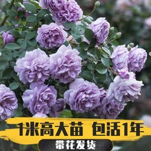 一件代发蓝色阴雨爬藤月季大苗蔷薇花苗带花苞四季开花阳台庭院藤