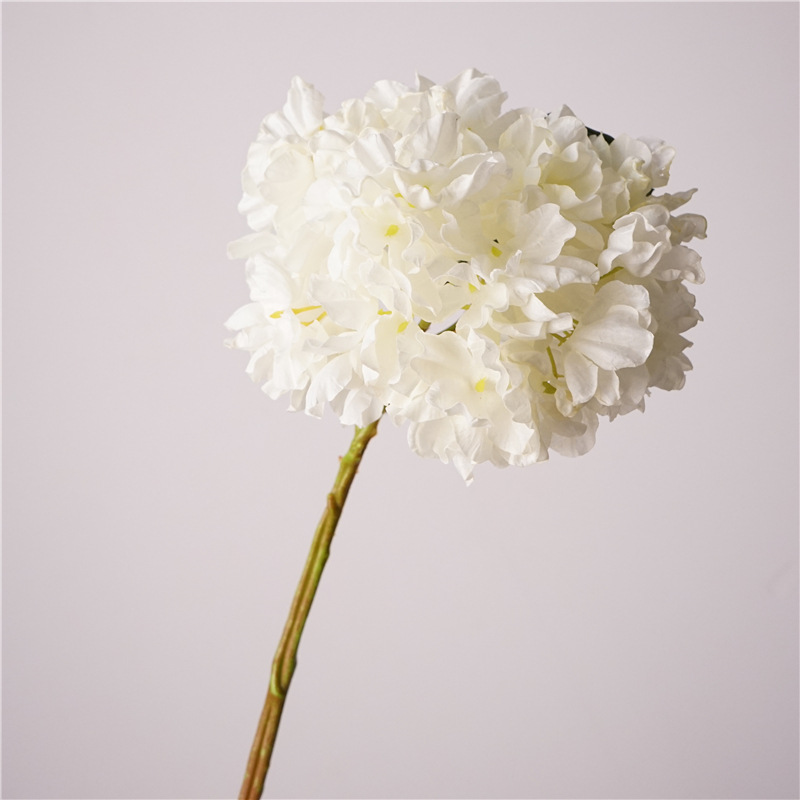 Hortensia Coral-Blanco