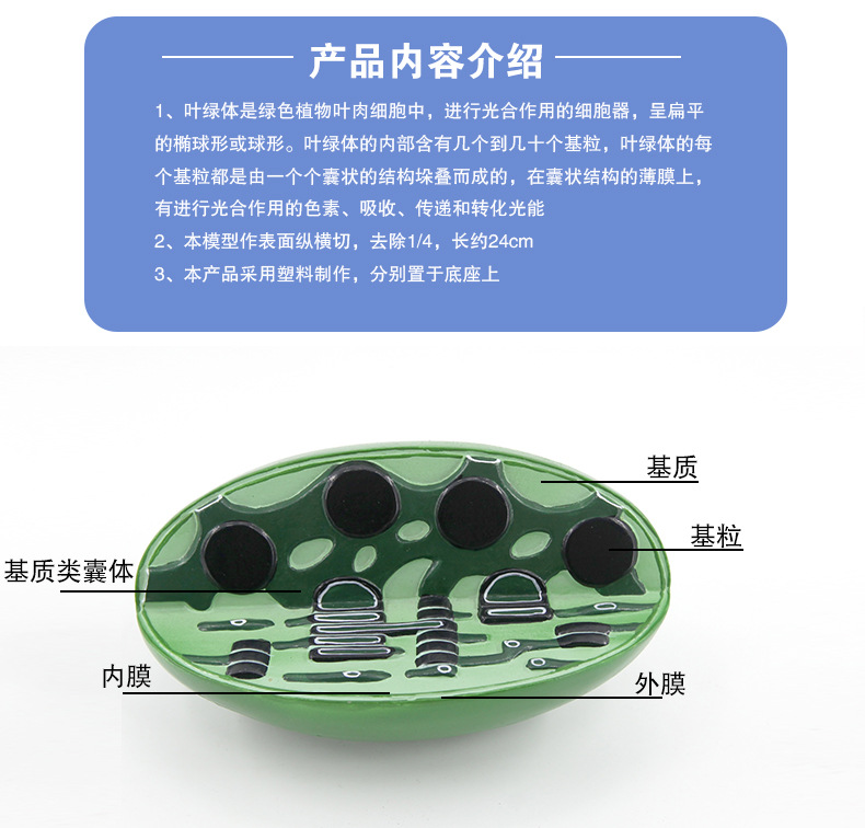 QH3224-2叶绿体结构模型_06.jpg