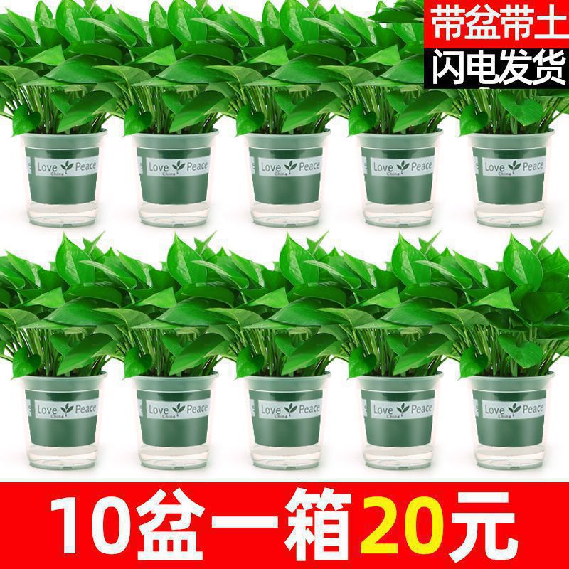 绿萝盆栽室内好养吸除甲醛净化空气水培植物绿植花卉盆栽绿箩批发