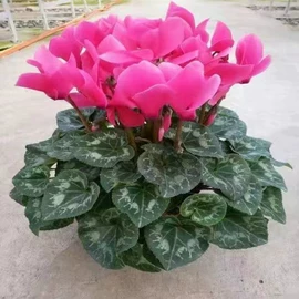 盆栽;干花;其他园林植物