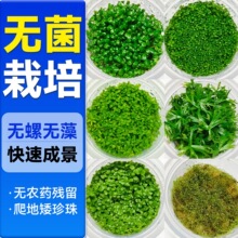 ���ذ�����ˮ���ձ�ſ�ذ�����ˮ��ֲ�����B�~���쾰���Ã���ˮ�|