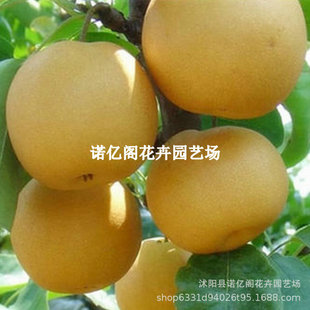 �������������S���Ә�����ϱ����Nֲ���Ե��Ԯ���Y���޽ӹ���