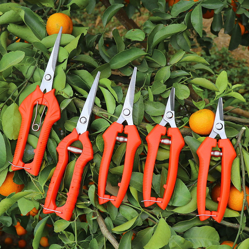 Special scissors for grape fruit thinning, gardening flower thinning and fruit pruning scissors, fruit picking scissors, fruit citrus serrated orchard scissors