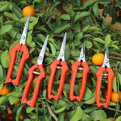 Special scissors for grape fruit thinning, gardening flower thinning and fruit pruning scissors, fruit picking scissors, fruit citrus serrated orchard scissors