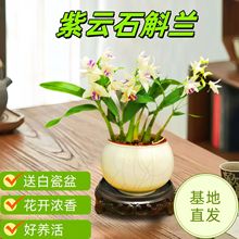 带花苞紫云香水石斛兰 花开浓香室内客厅桌面绿植花卉盆栽 好养活