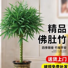 竹子盆栽佛肚竹老桩罗汉竹盆景绿植树苗室内外办公室庭院观赏植物