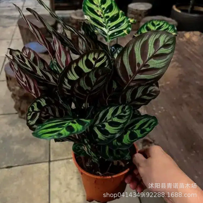 Оптовая продажа настольных горшечных растений Павлинья Маранта 20 см с высокой радиационной очисткой воздуха