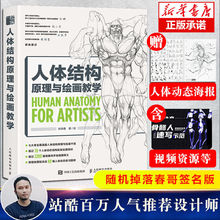 人体结构原理与绘画教学肖玮春 画画的春哥 插画人物结构造型绘画
