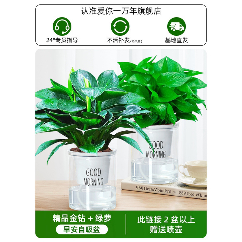 골든 다이아몬드 + 포토스(굿모닝 대야 2개) + 영양액 + 무료 물뿌리개