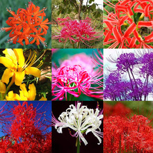 ���l�˰����N�� ʯ��N������ɳ�A�N�������_�A�N���ɫ�Rȫ