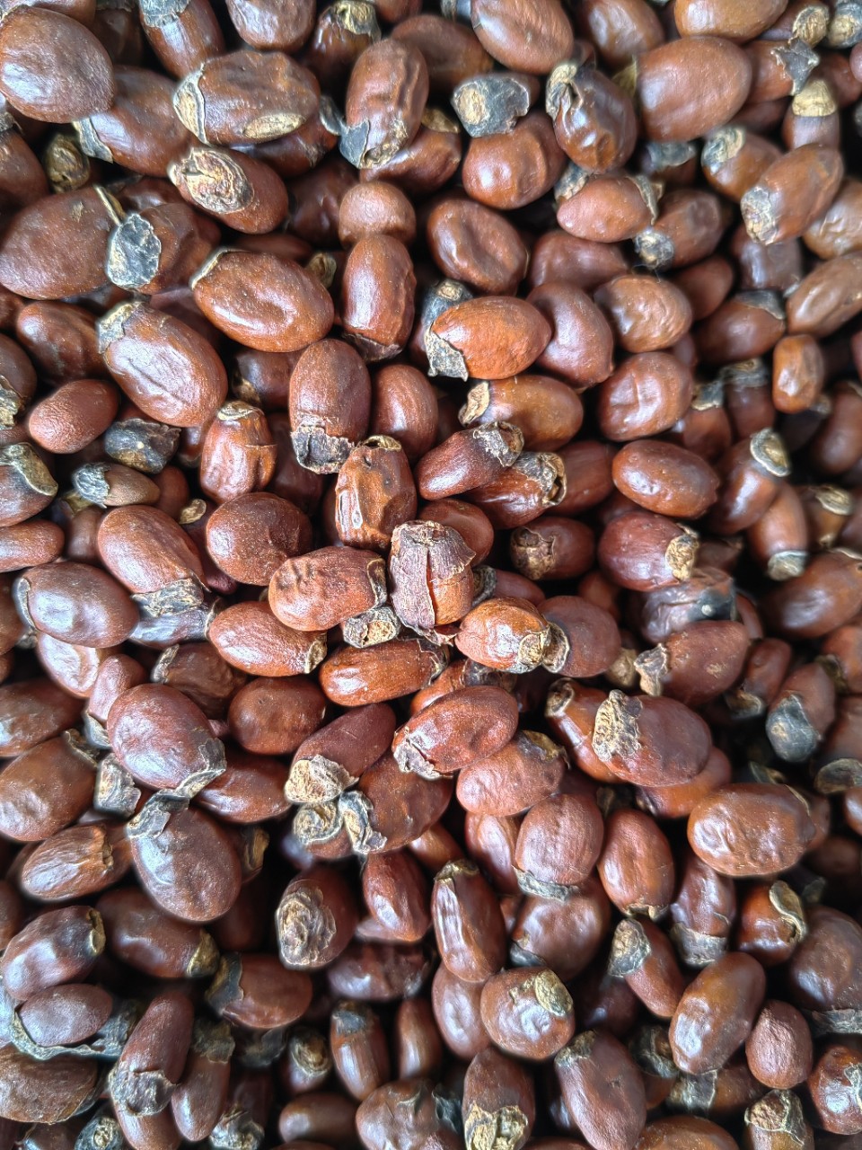 Lychee Seed (Litchi chinensis) — Dried Food Herb, Whole Seed & Powder overview
