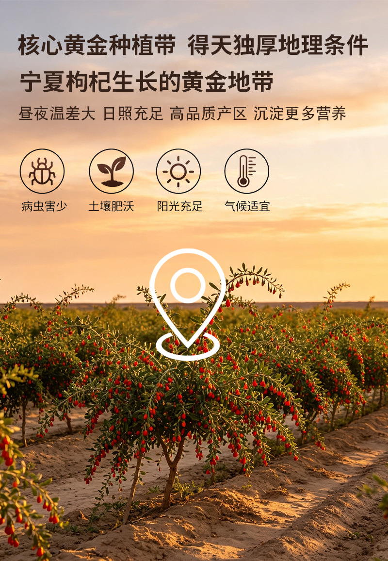 Ningxia Goji Berries Gou Qi Zi Dried Red Wolfberry Bulk Loose Berries for Tea Soup and Daily Herbal Use preparation