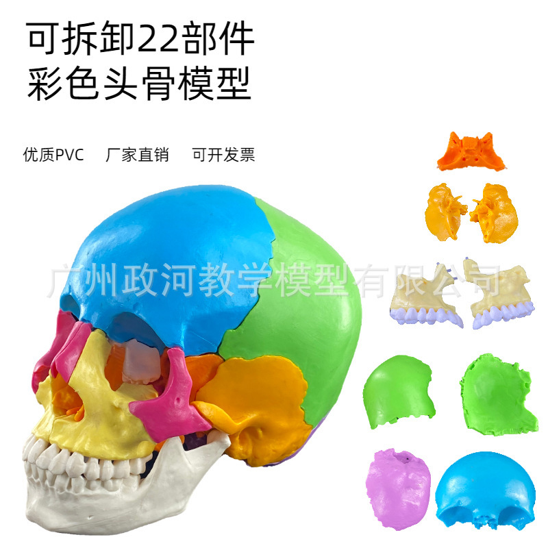 Human skull coloring model color skull separation model with cervical spine coloring distinguish 22 areas Human skull coloring model color skull separation model with cervical spine coloring distinguish 22 areas