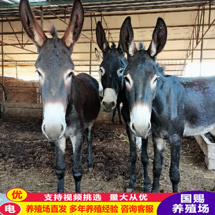 ë�H�r�� ���H�Bֳ������� �Ј������H����һ�^ �������H