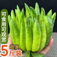 云南精品新鲜佛手大果柑香橼观赏清供把玩闻香食用非金华盆景包邮