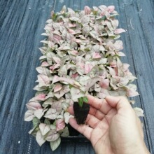 ���������޺�t�ۼ��˼t�����Ϲ����k���Ӽ�Ȥζ�^�~�Gֲ�N�����l