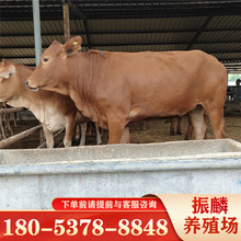 小黄牛多少钱一头 肉牛犊鲁西黄牛价格 小牛犊苗300斤左右送家