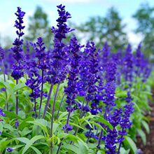 ���{����β�ݷN�ӡ��{�z��һ���{����޹�²��̨ͥԺ�����������N