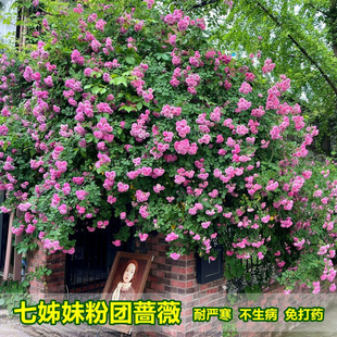 �ۈF�o���߽����Nޱ���������L�ٱ�����ͥԺ�ļ��������Ϙ�������