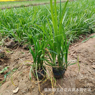 营养杯麦冬基地供应  公园小区园林绿化种植工程细叶麦冬营养杯苗