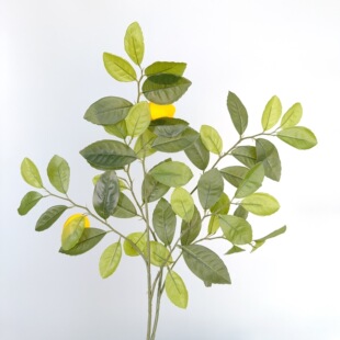 ����Gֲ��֧ƽ�晎���~�����~�٘�֦���~�҃����b���@���쾰