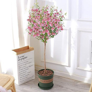 Small Hibiscus Lollipop Flower Seedlings Potted Balcony Courtyard Cold-Resistant Plant Florals Heat-Resistant and Easy to Grow Four-Season Flowering Saplings
