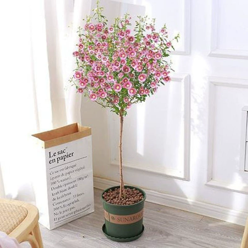 Гибискус Леденец Цветок Рассада в горшке Балкон Двор Морозостойкие растения Цветы Термостойкие Хорошее цветение Рассада в четыре сезона