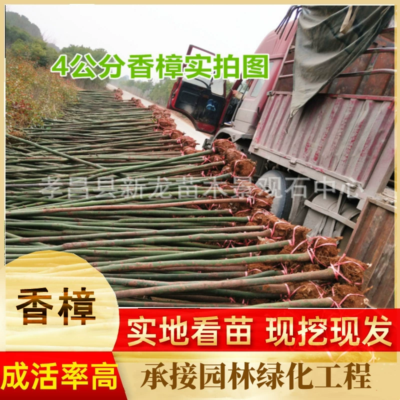 Камелия ароматная (Camellia odorata), основа породы Хубэй, саженцы камелии, вечнозеленые деревья, озеленение парковых мокрых угодий, декоративные деревья