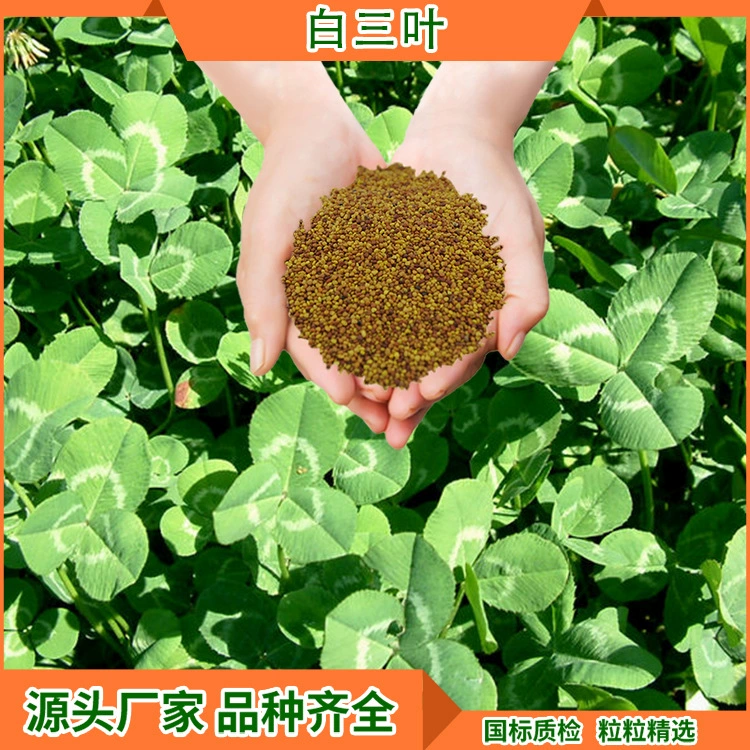 Четыре сезона вечнозеленая трава Семена оптом белый клевер газон семена защиты склонов почвы быстрорастущее озеленение смешанного посева семян трав