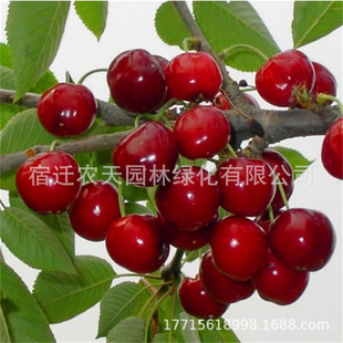 ���|�޽��ش󿹺��t��Ů܇���ә��Ҙ����ϱ���ͥԺ�̨�Nֲ������
