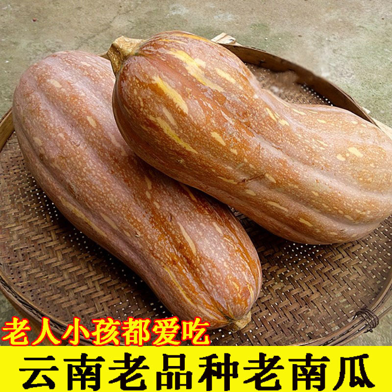 红土新鲜云南蜜本老南瓜农家自种宝宝辅食软糯面甜老品种南瓜