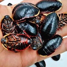 金边土鳖虫500g新货金边土元土别非中华土元地乌龟金边土元地鳖粉