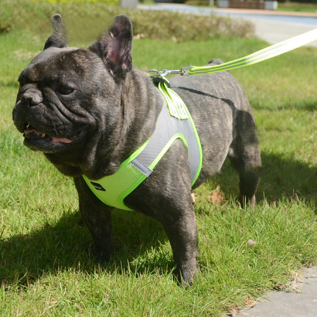 New Breathable Mesh Dog Leash Summer Special Pet Harness Small Dog Special Dog Rope Dog Leash