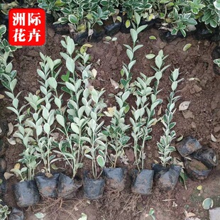 ��߅�S�� �@�־G������ʸ߷N��Rȫ �G���G�����^ɫ�K���߅�S��