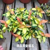 Flower leaf oscorion stone leaf hanging orchid hanging vine plant balcony courtyard green plant flower cold resistance and purify air