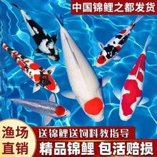 纯种进口锦鲤火鲤日本红白三色丹顶白写昭和高端锦鲤鱼池观赏鱼