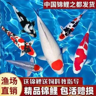 ���N�M���\�������ձ��t����ɫ��픰׌��Ѻ͸߶��\���~���^�p�~