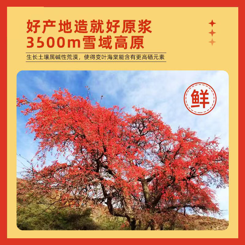 Tibetano original hoja cambiante Begonia fruta pulpa nutrición fresco prensado nieve región meseta fruta rusa fruta fresca molienda al por mayor entrega de una sola pieza