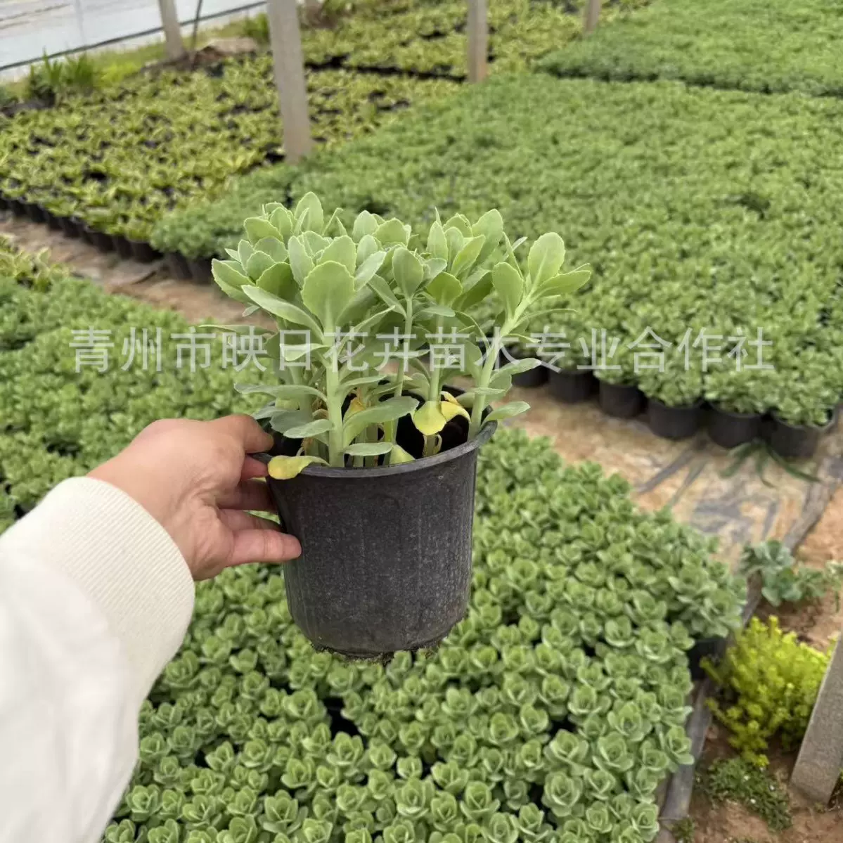 八宝景天加仑盆盆栽花镜植物双色盆八宝景天宿根花卉多年生耐寒旱