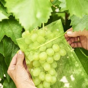 Cross-border Fruit Protection Bag grape Fruit insect-proof net Bag net pocket seed Bag organza