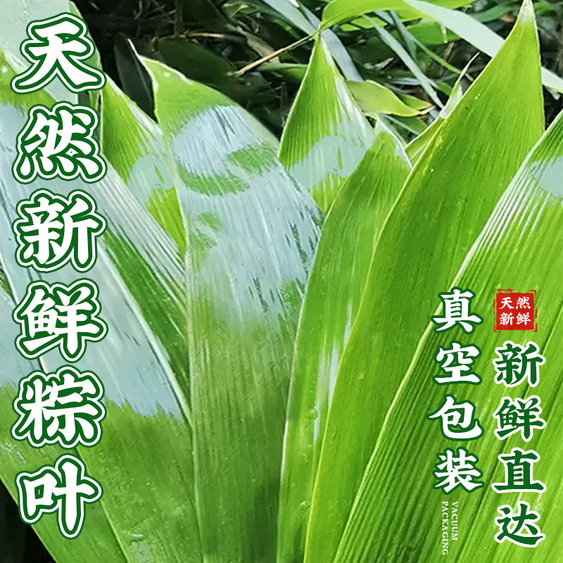Hojas de zongzi frescas, hojas de zongzi salvajes, hojas de bambú de nuevo tamaño natural, hojas de bambú de nuevo tamaño, hojas de bambú de cáñamo doméstico