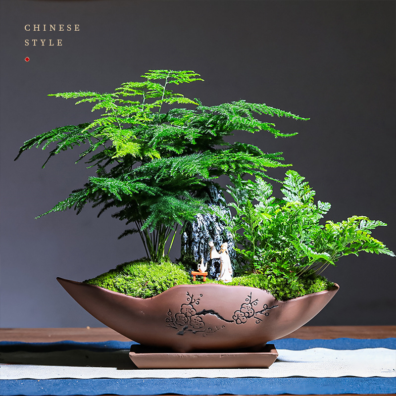 文竹小盆栽发财树中式禅意茶室微景观室内办公室花卉绿植盆景植物