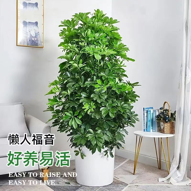 Duck-Foot Wood Potted Auspicious Tree Brings Wealth from All Directions, Evergreen in All Seasons, Living Room, Office, Plant, Desktop, Bonsai Florals Duck-Foot Wood Potted Auspicious Tree Brings Wealth from All Directions, Evergreen in All Seasons, Living Room, Office, Plant, Desktop, Bonsai Florals