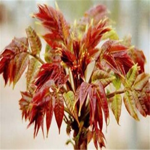 t㴻 t㴻r񃞻 N綼 㴻㴻