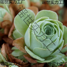 ɽ��õ�����ϵ��ˮ���ҾƱ�õ������С�����ҵ���Ү�_�҃ȉ�����