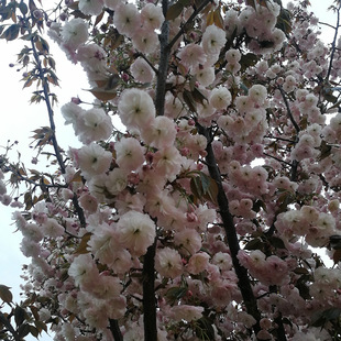 ���t��ѻ���������Xһ�� �ѻ��������� 15�������t������r